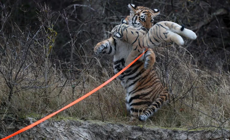 AFP PHOTO / dpa / Jens B / JENS BUTTNER/AFP/Scanpix