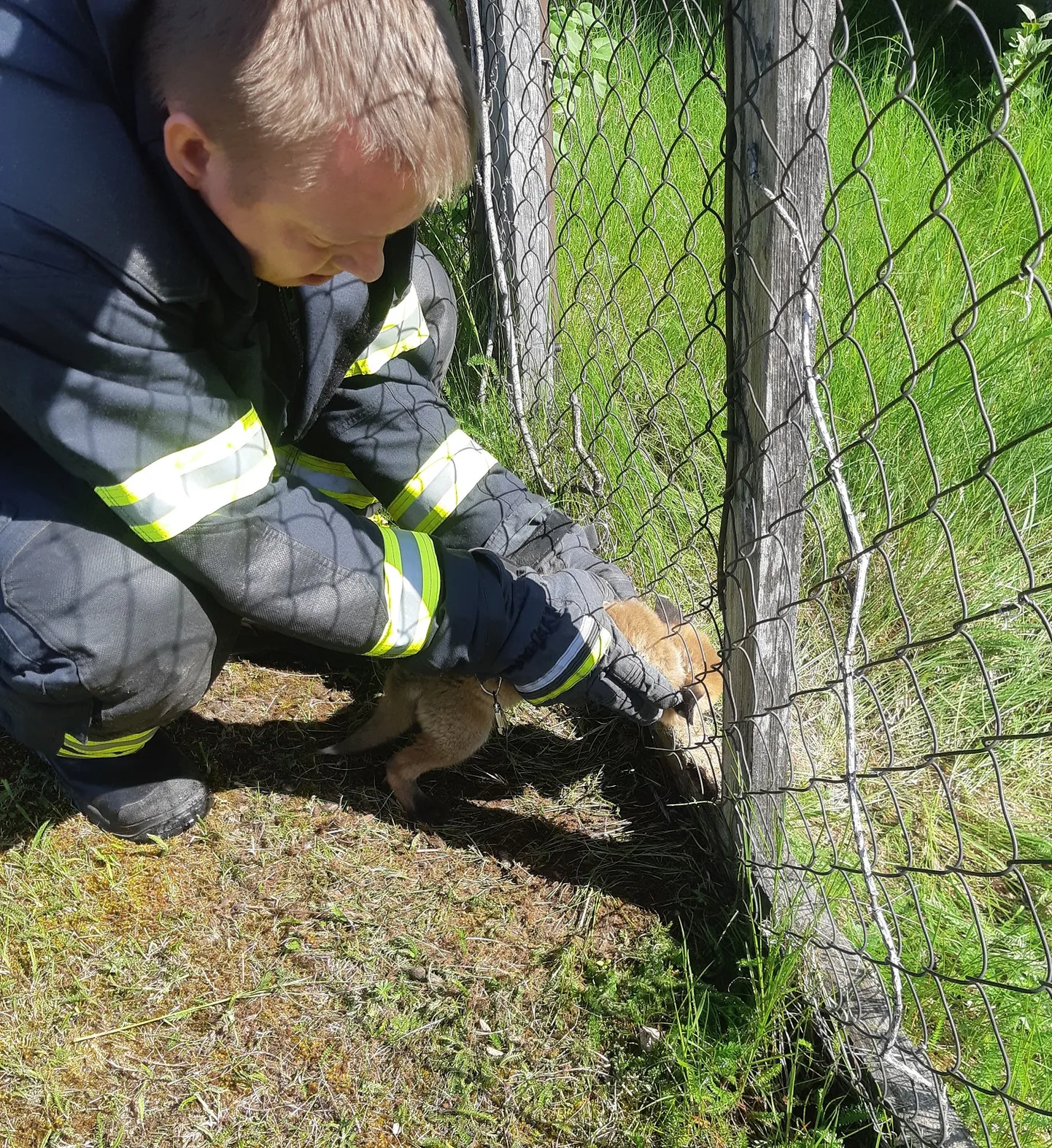 Aia külge kinni jäänud rebasekutsikas Iisakul.