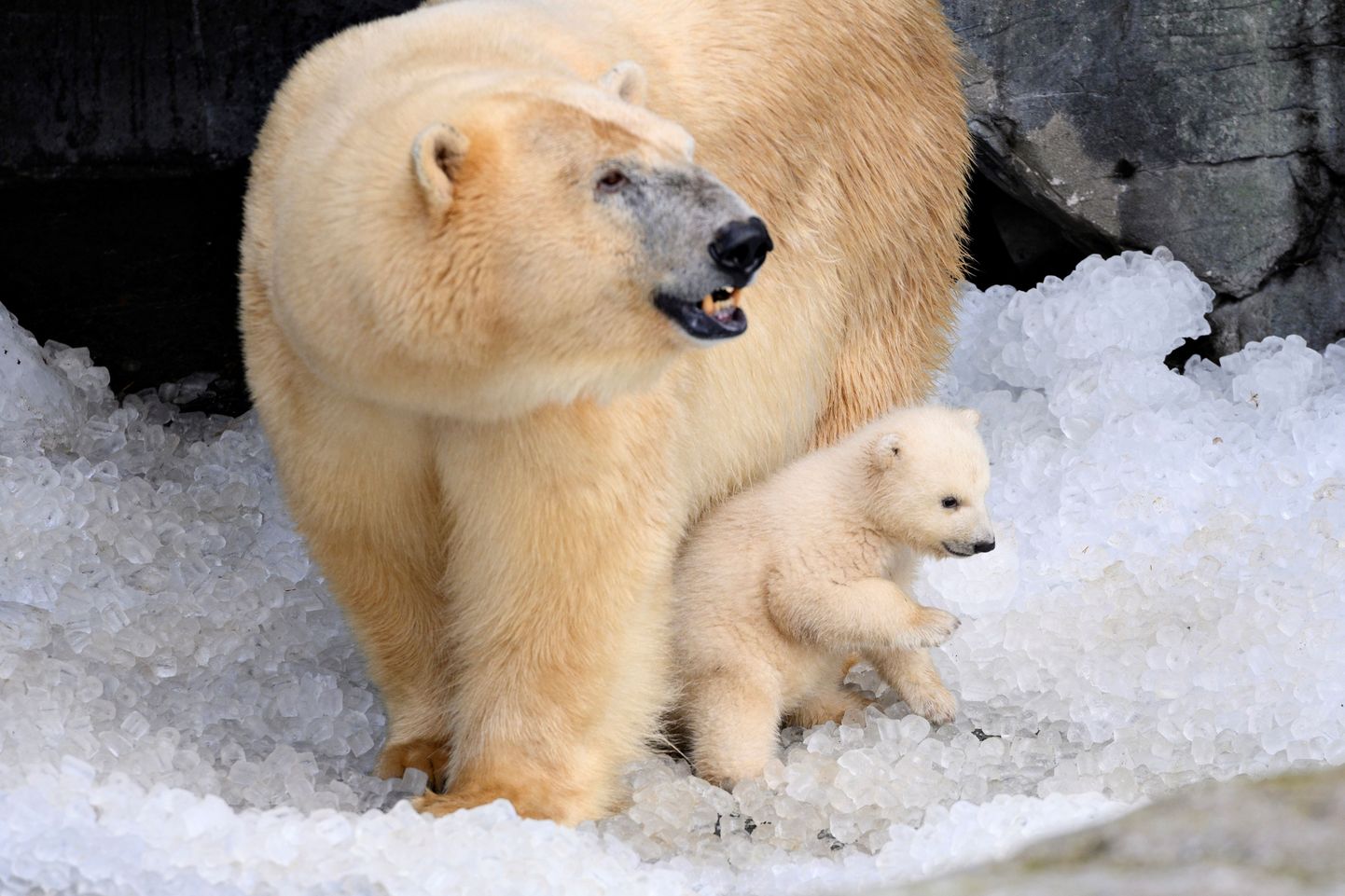 Kopenhaageni loomaaia jääkarupoeg 27. veebruaril.