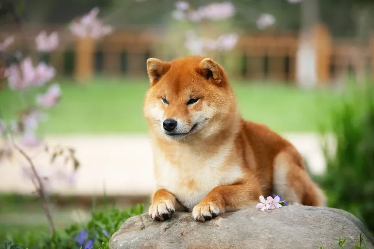 Akita Inu