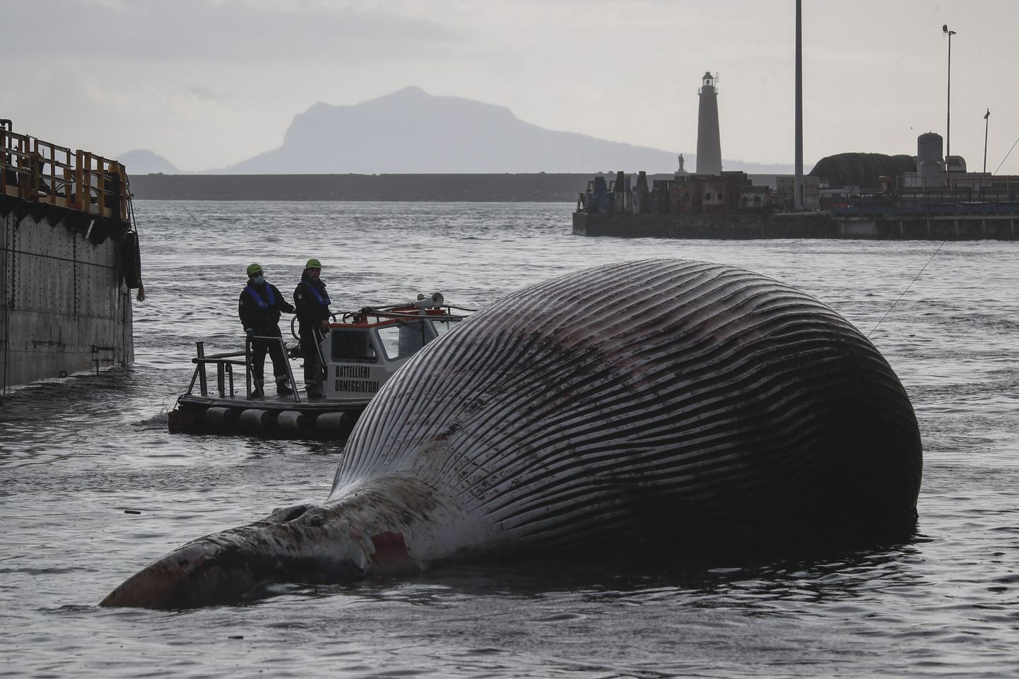 Туша огромного кита в порту Неаполя