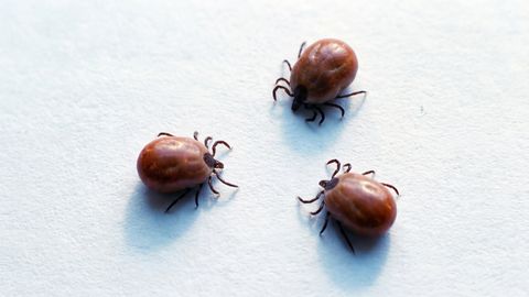 ETTEVAATUST! ⟩ Ohtlikud puugihaigused, millest enamik ei pruugi teadagi