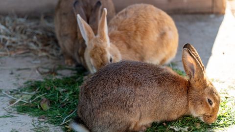 Anekdoot: jahisaagiks kolm kitse ja neli jänest