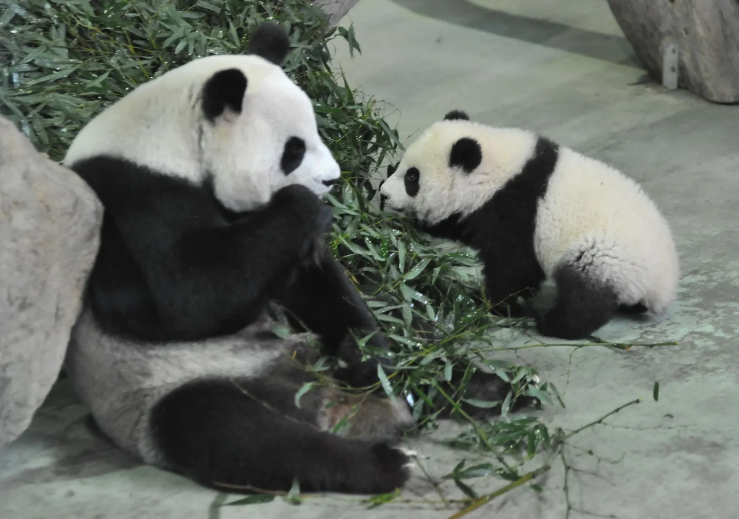 Yuan Yuan koos pandabeebi Yuan Zai´ga.