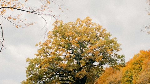 METSADE MÜSTIKA ⟩ Metsade rolli on valesti mõistetud: lehed teevad ületunde, kui tüvi on juba puhkusele läinud