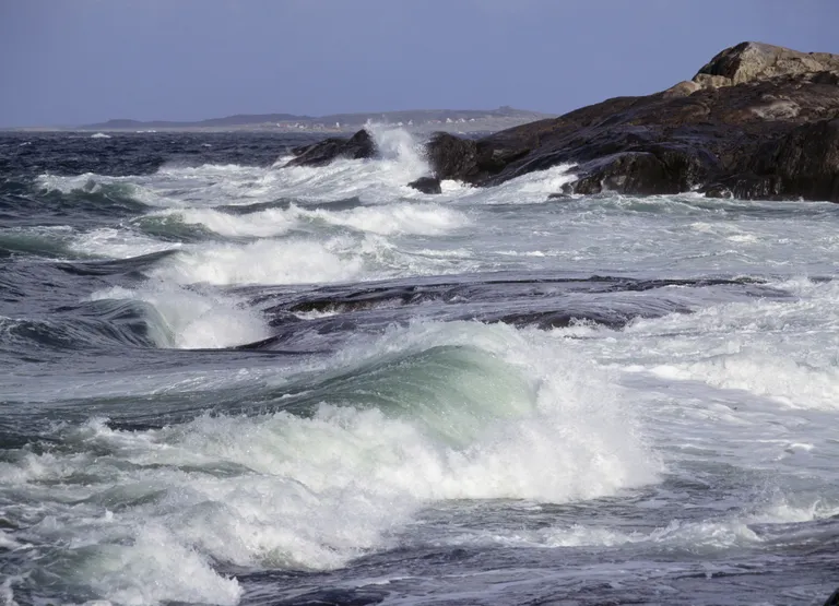 Torm merel. Pilt on illustreeriv