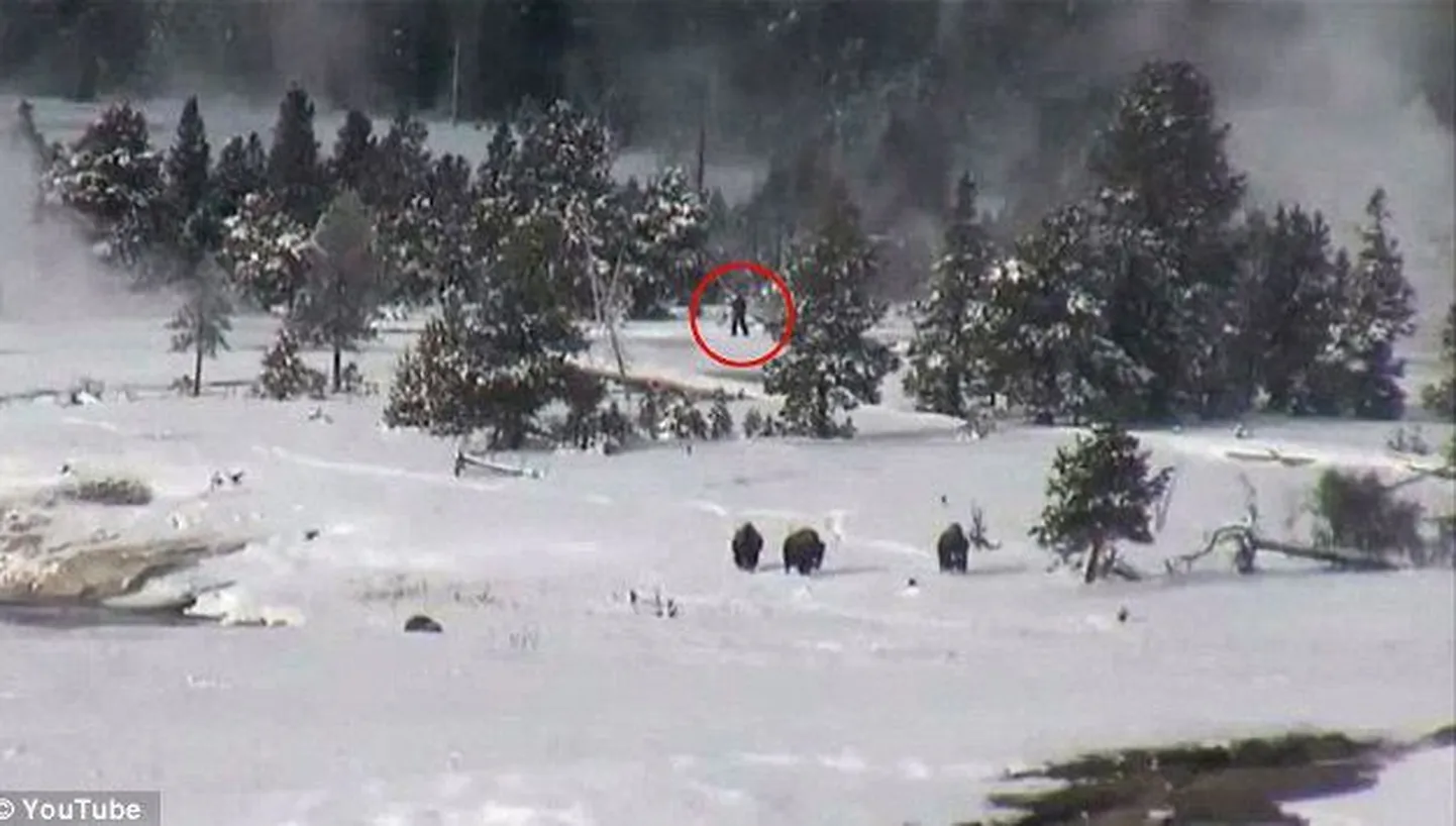 Kaader Yellowstone´i rahvuspargi veebikaamera salvestusest. Kummalise karvase olendi ümber on näha punast ringi
