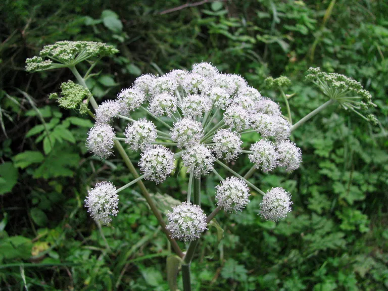 Velnarutks (Cicuta virosa).