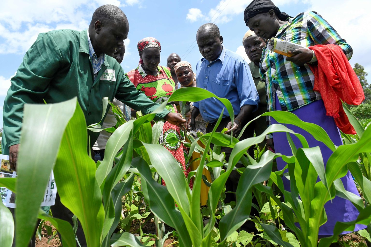 Taimeasjatundja Lukas Wekesa (vasakul) õpetamas farmeritele nippe võitluseks röövikuga, mis on rünnanud sedagi Keenias Vihiga maakonnas asuvat maisipõldu. Pealtnäha ohutu putukas hävitab põllusaaki igas Aafrika nurgas.