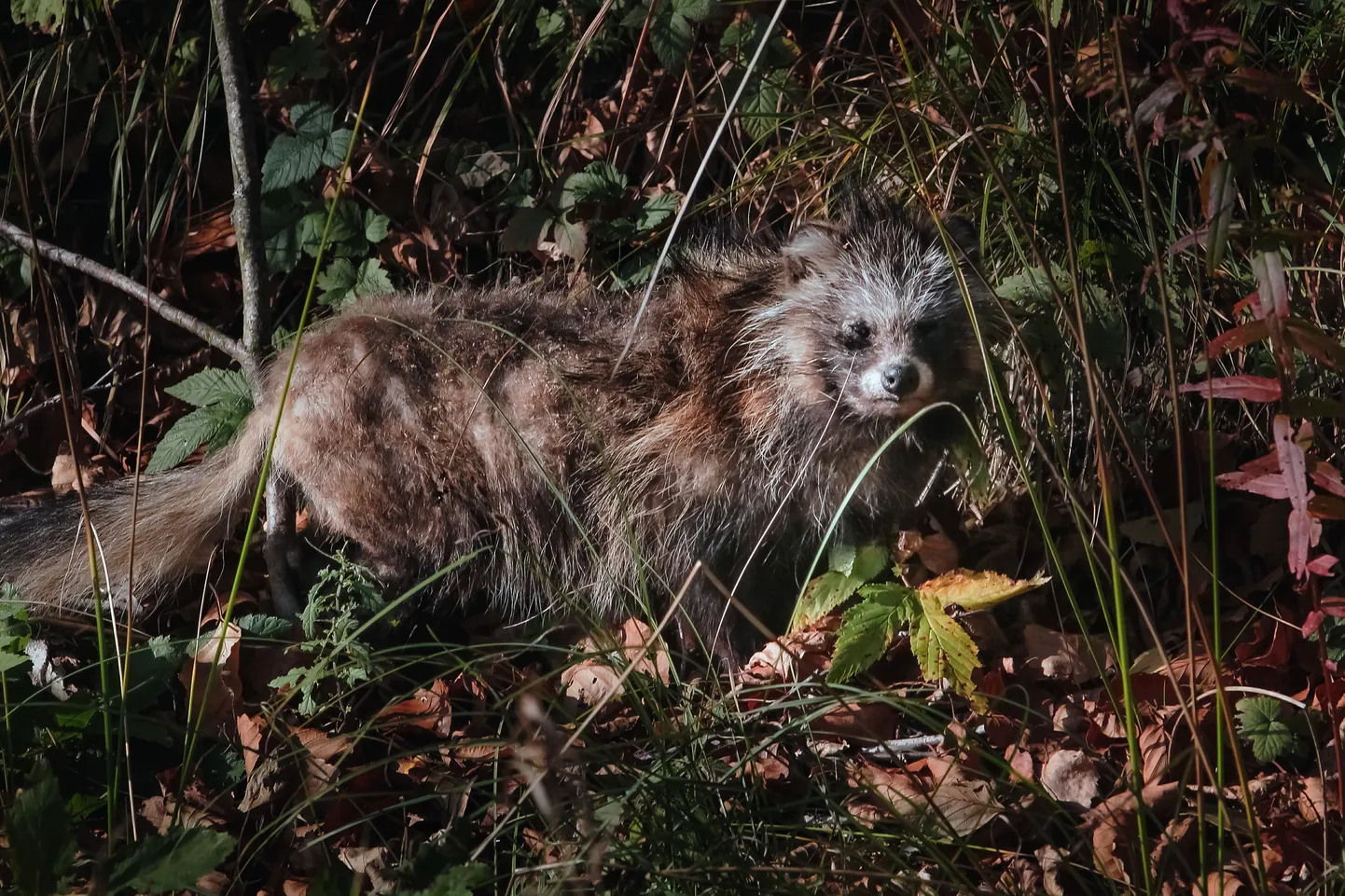 Kärntõppe nakatunud looma haigustunnused tõve algusjärgus on sageli vaevumärgatavad. Selle kähriku puhul on näha juba selged märgid teda tabanud haigusest.