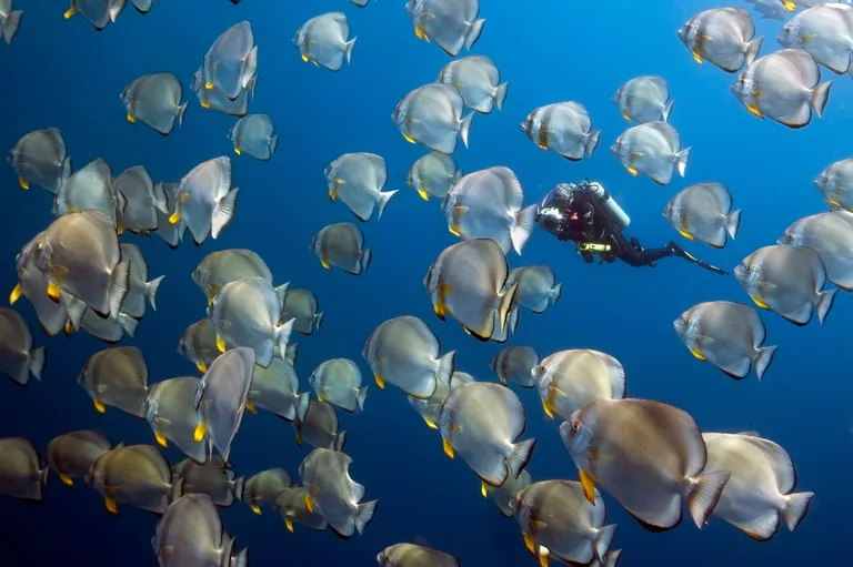 Chumphon Pinnacle on algajatele sukeldujatele hea stardipaik