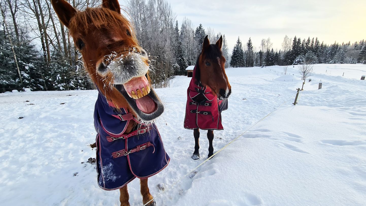 Hobused lähevad külma ilma ajal kohati härma.