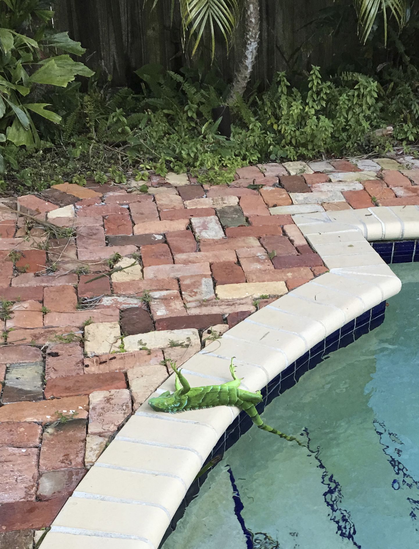 Külmunud iguaan Floridas Boca Ratonis eramaja basseni äärel
