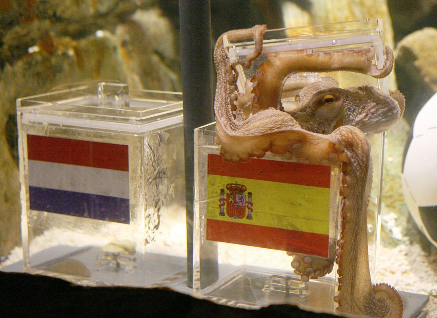 Kaheksajalg Paul valis võitjaks Hispaania.