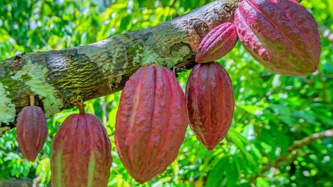 Kakaohindade tõus aeglustub, ent on märkimisväärselt kõrge