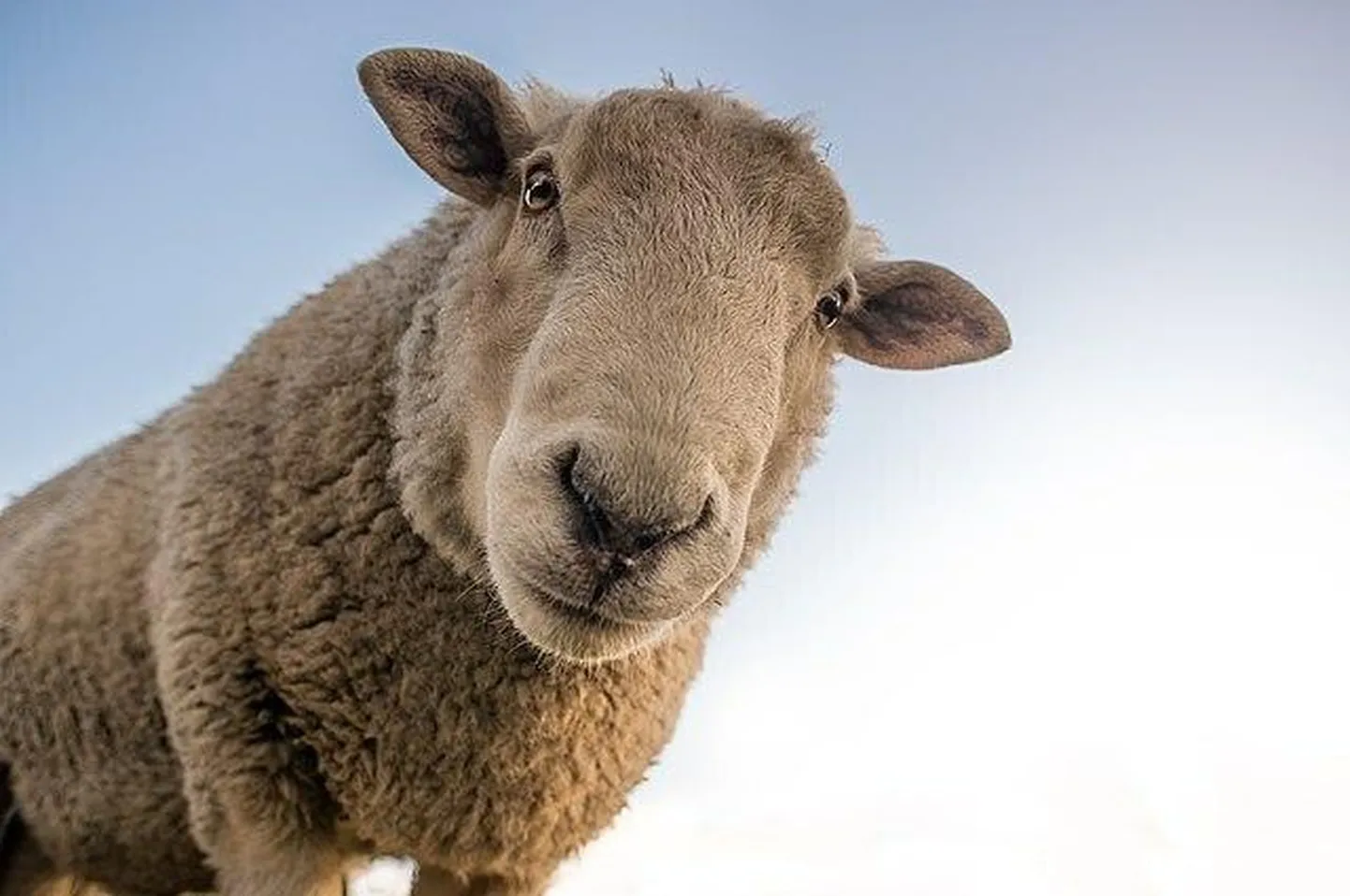 Lammas on karjatruu nagu inimenegi.