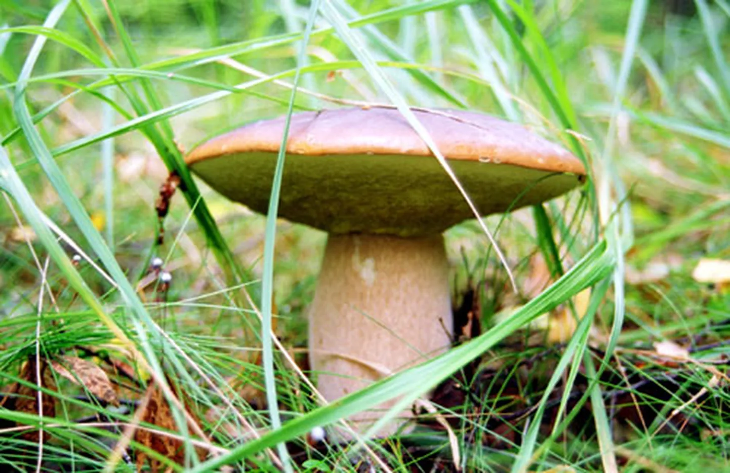Raksta foto