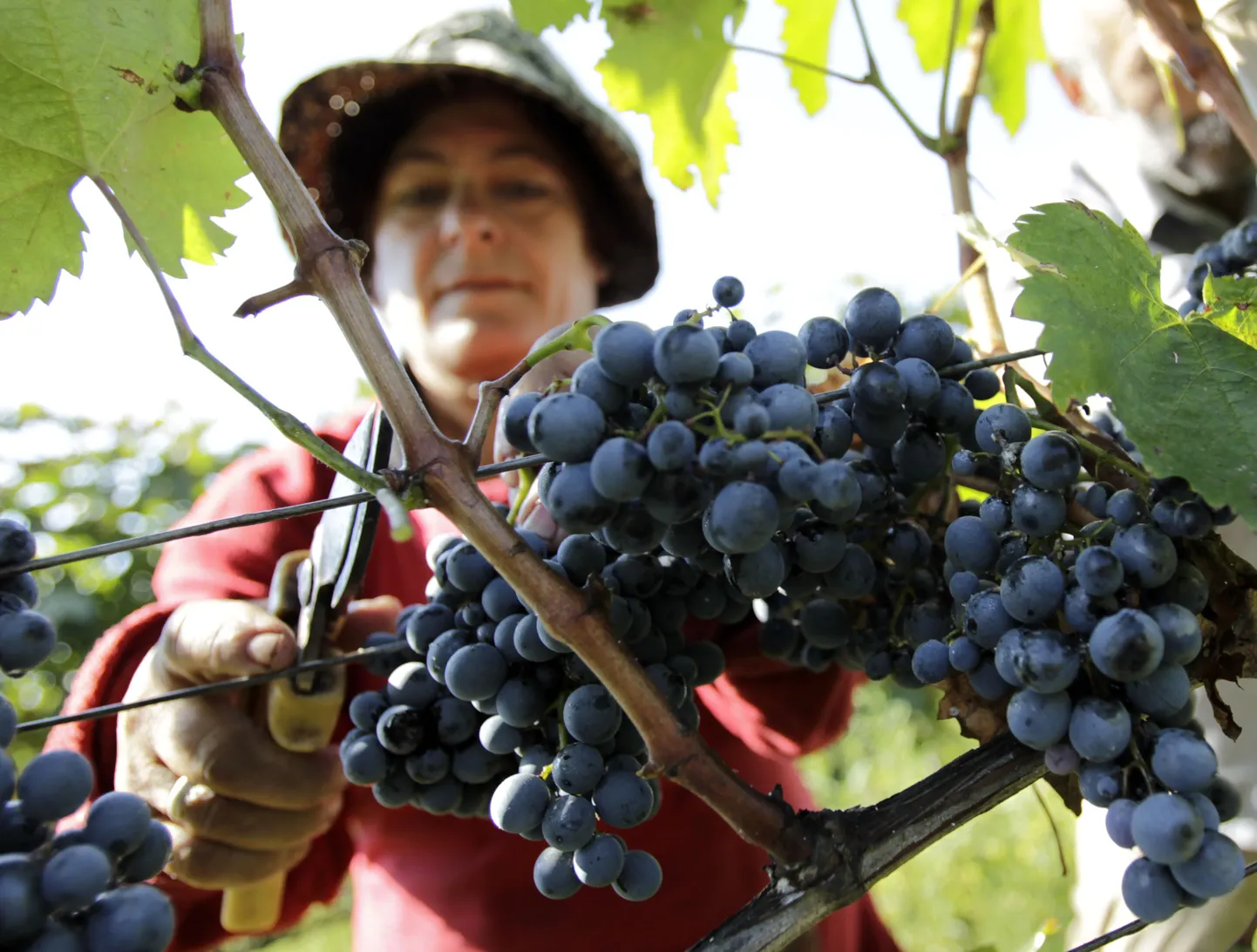 Tööline Gruusias Sabue külas veiniteoks  viinamarju hooldamas.