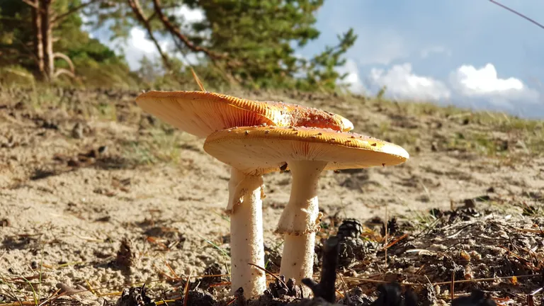 Seened ja kärbes