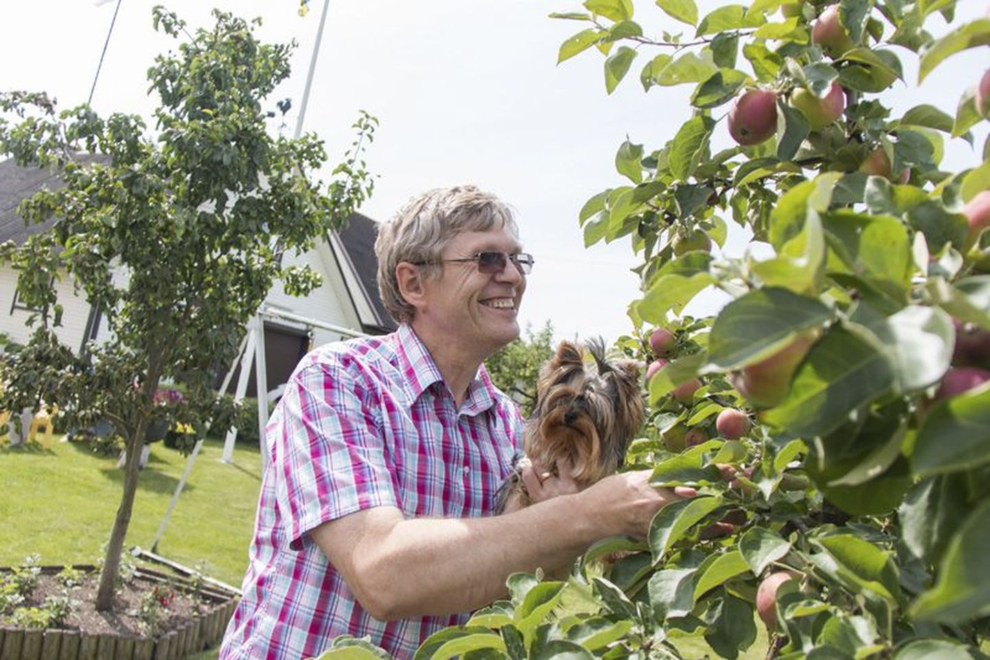 Karl Mäesepal kasvab aias üheksa õunapuud, kuid kuhu uued õunapuud istutada, on veel selgitamisel.
