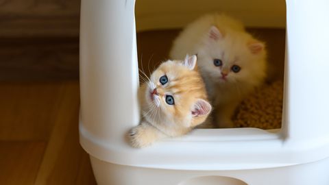 Запах уйдет навсегда: чем можно помыть кошачий туалет – подручное средство