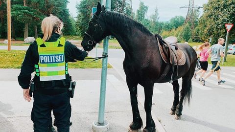Politseinikud pidasid Tallinnas kinni põgenenud hobuse