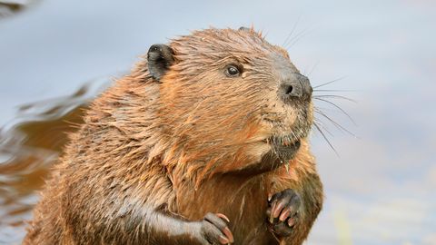 Marutaudis kobras ründas ujuvat last