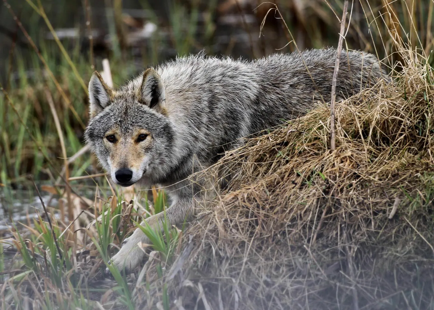 Hundi arvukus on viimastel aastakümnetel nii Eestis kui ka mujal Euroopas kasvanud.