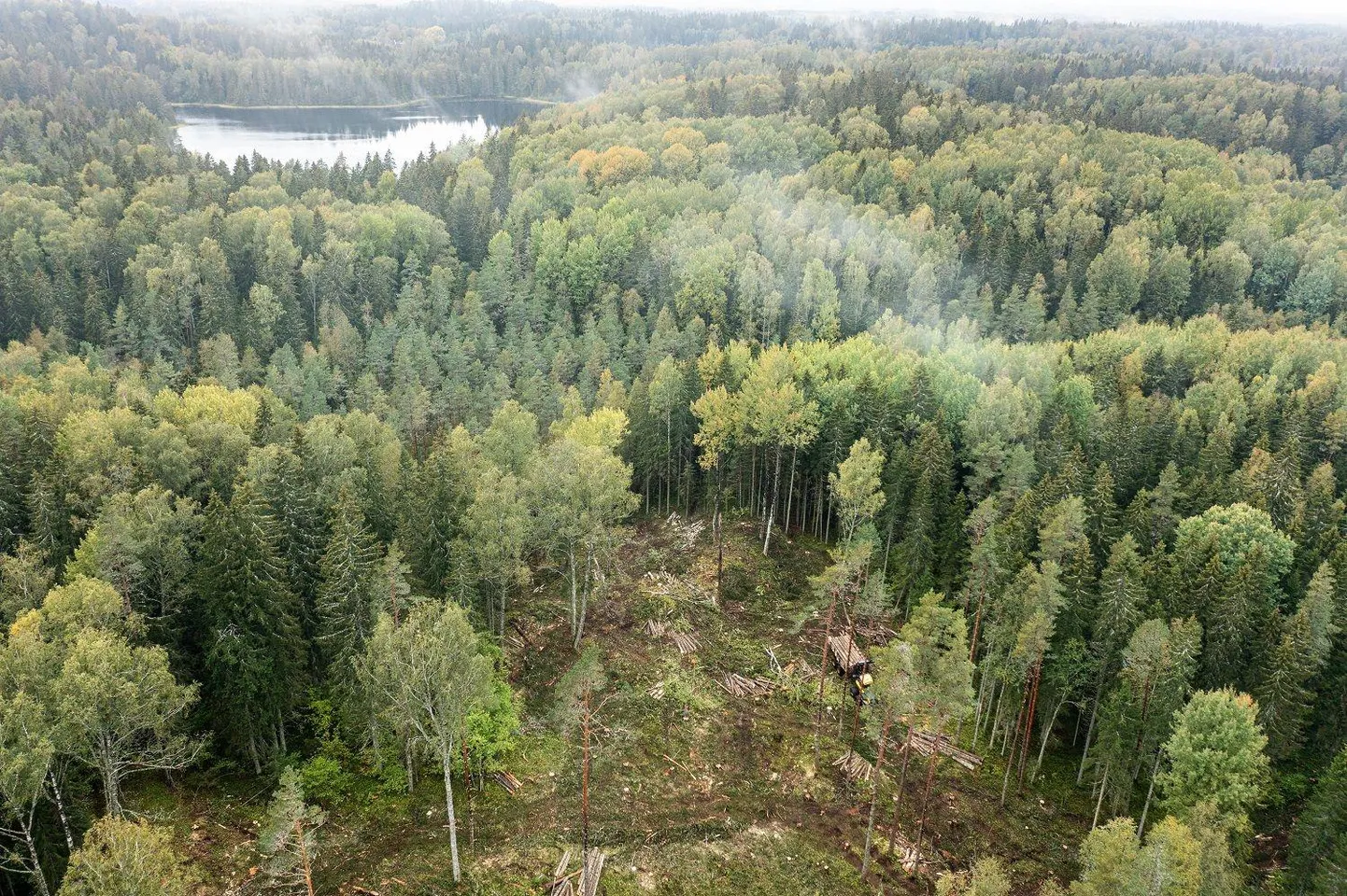 RMK võttis septembris maha hektarite viisi Haanja suusaradade ääres kasvavat üle saja aasta vanust metsa ega arvestanud kohalike ettepanekuid majandada seda püsimetsana.
