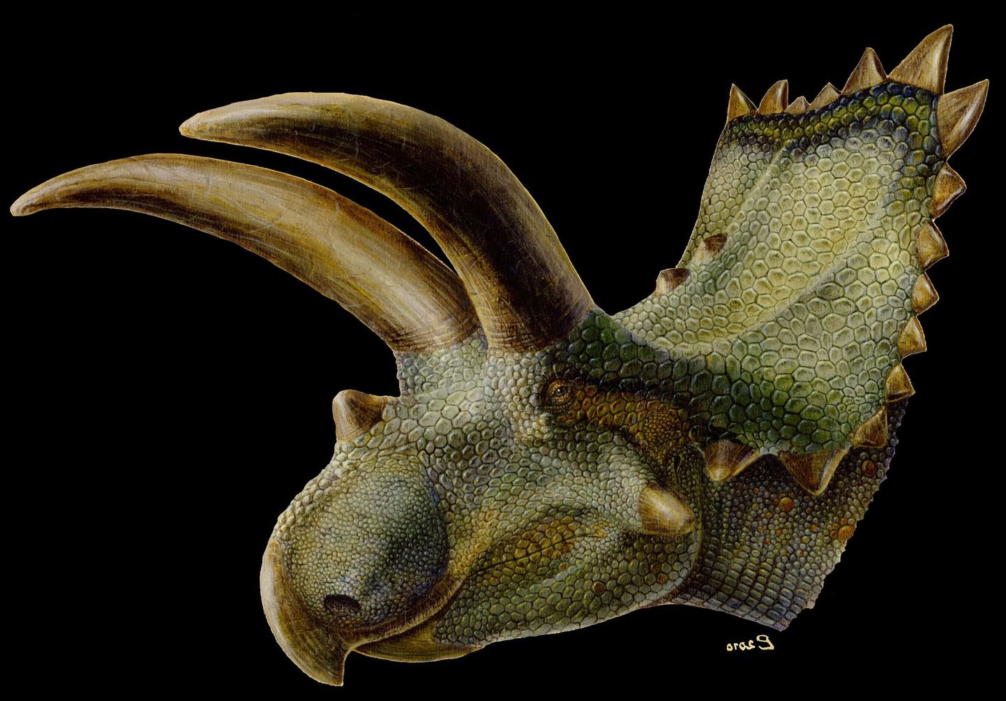 Võimsate sarvedega hiidsisalik Coahuilaceratops magnacuerna