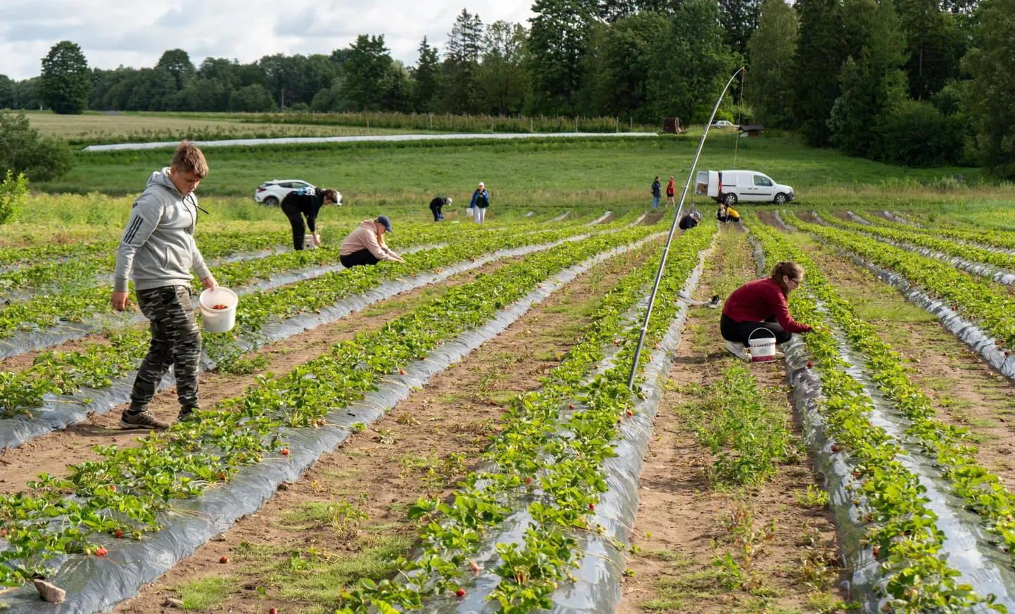 Riiska-Mandle talu maasikapõllul jagub seekord tööd seitsmele malevlasele.