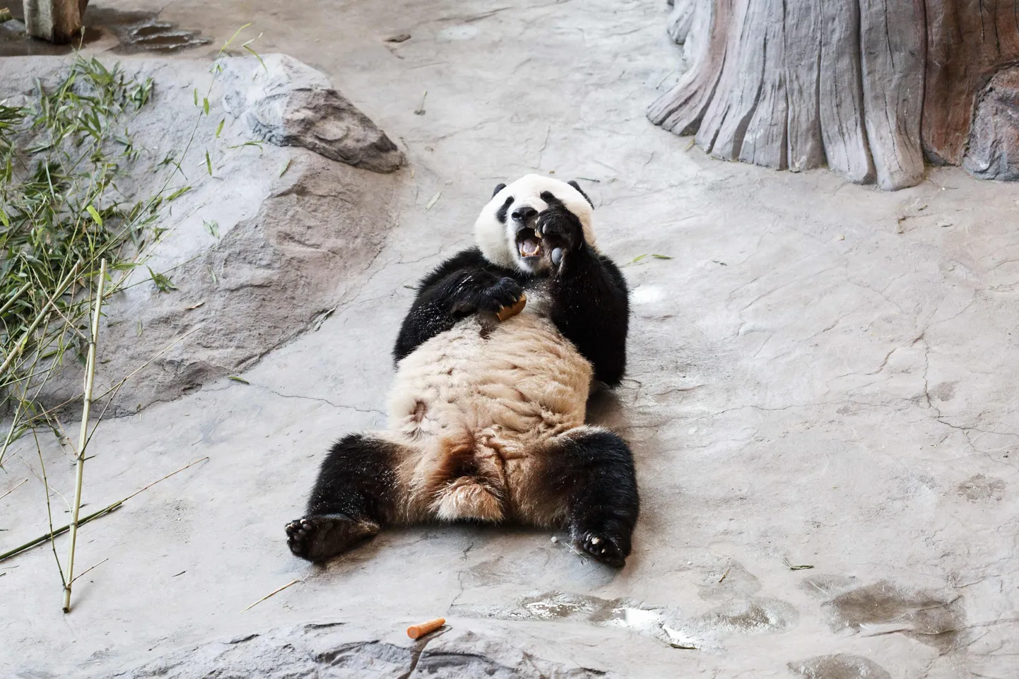 Isane hiidpanda Hua Bao (soomekeelse nimega Pyry) Ähtäri loomaaias 2018. aastal, mil ta sinna Hiinast saabus.