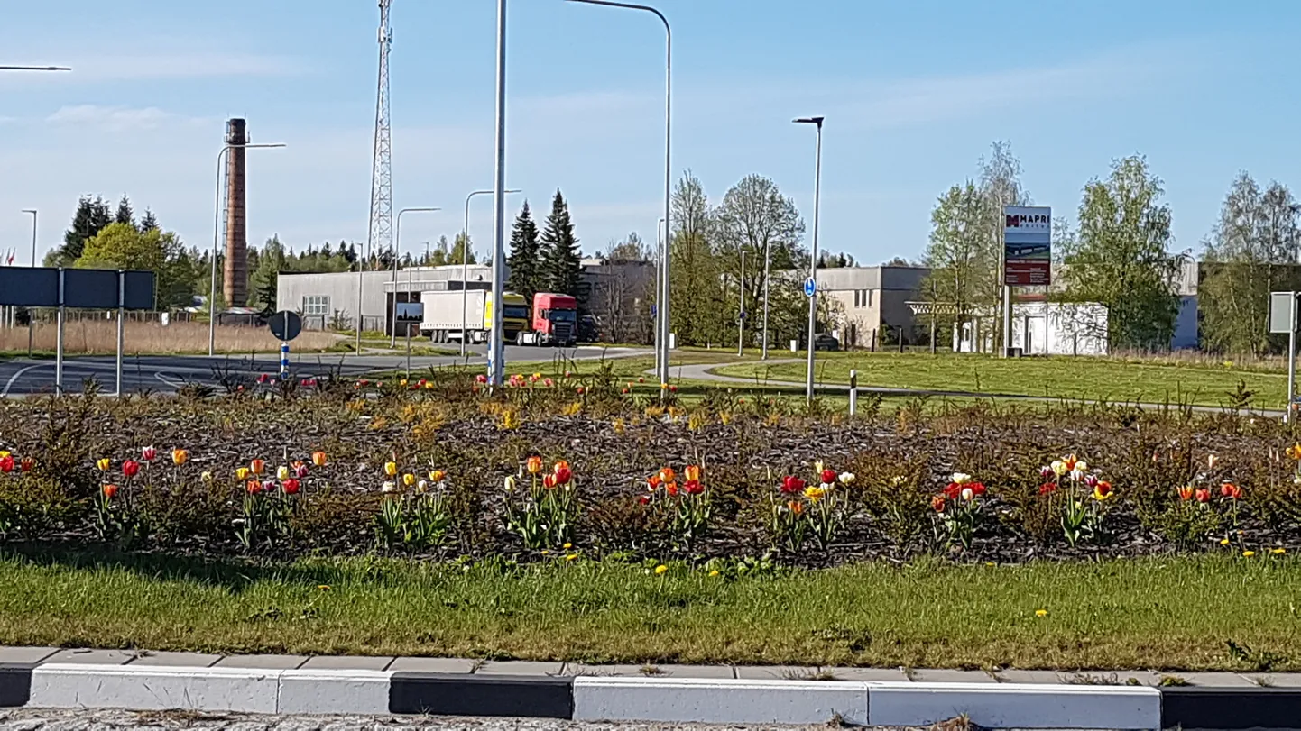 Paide Maksimarketi ringteed ääristavad tulbid panevad kogu ümbruse särama.