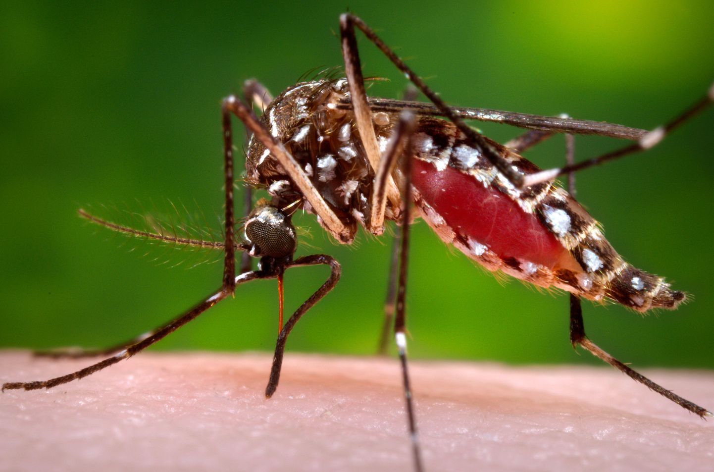 Вирус, который переносят комары, очень быстро распространяется в Западном полушарии, и некоторые специалисты уже говорят о начале пандемии.