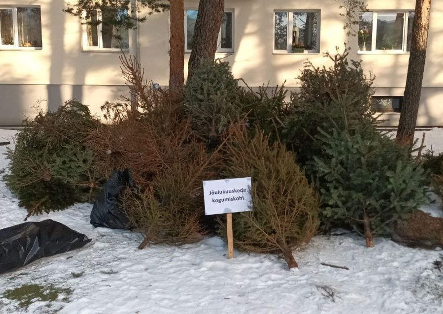 Свалка елок в легальном месте сбора в Таллинне, Мустамяэ, улица Юхана Сютисте, 9 января 2024 года.