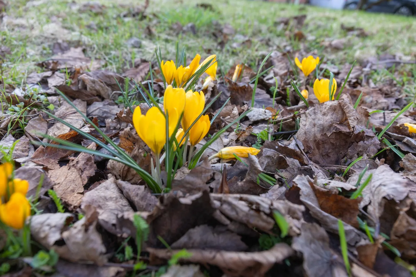 Aprillis käisid käsikäes kevad, talv ja suvi. Pildil, mis tehtud 15. aprillil, aimdub ka sügisest meeleolu.
