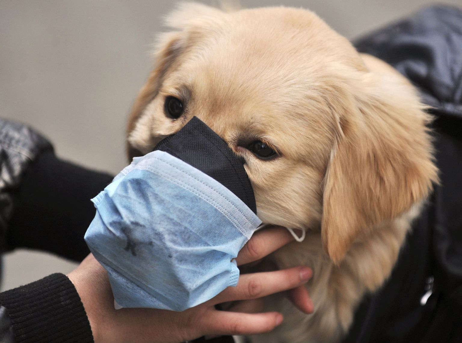 Pilt on illustratiivne. Wuhani piirkonna koer, omanik seadistab kaitsvat maski.
