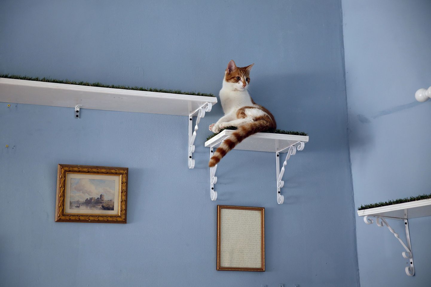 Kui kassi riiulil kõik asjad maha ajab, tuleb loomale tähelepanu pöörata.