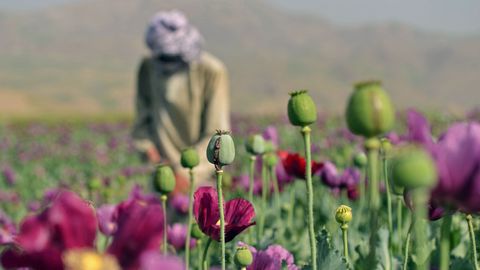 SALARELV ⟩ CIA pommitas Afganistani põlde oopiumisaaki vähendavate mooniseemnetega