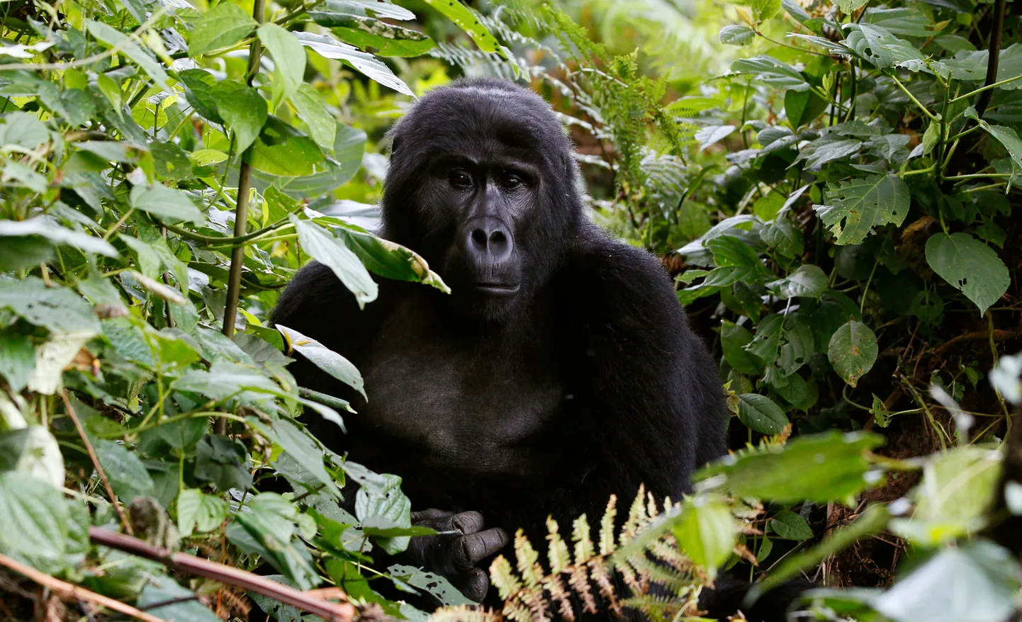 Mägigorillade arvukus on viimase 20 aastaga langenud enam kui 70%.