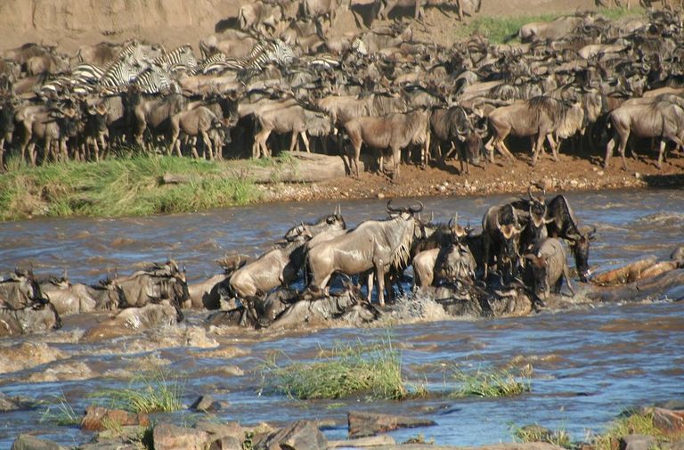 Serengeti looduskaitseala loomade ränne