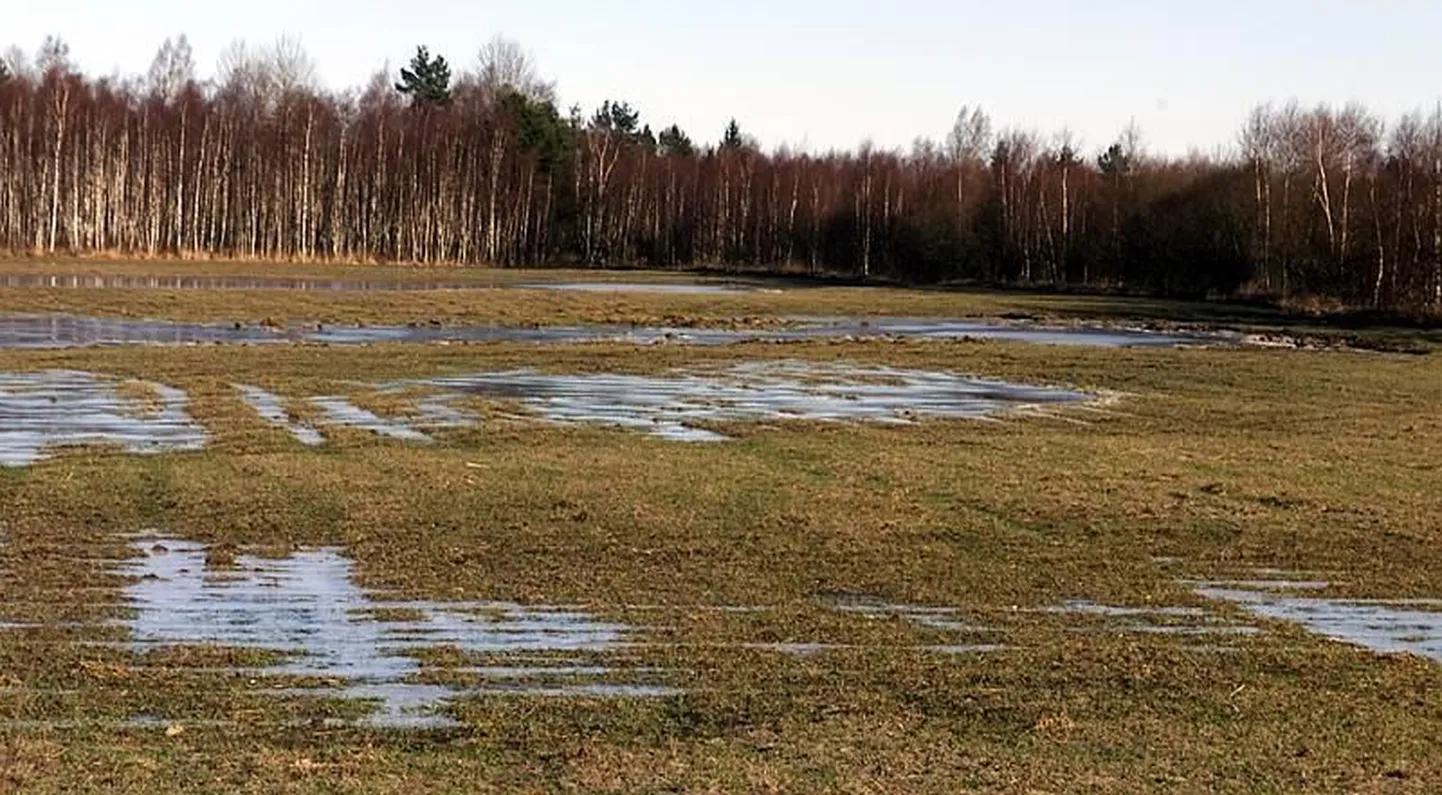 Veeall olev rukkipõld.