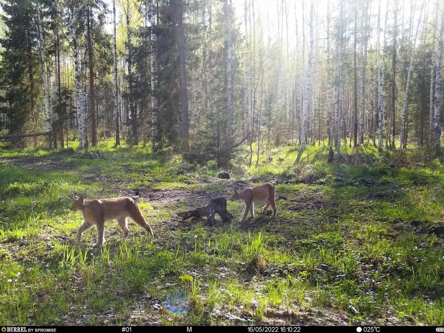 Kevad Järvamaa metsades- kudrutavad ilvesed.