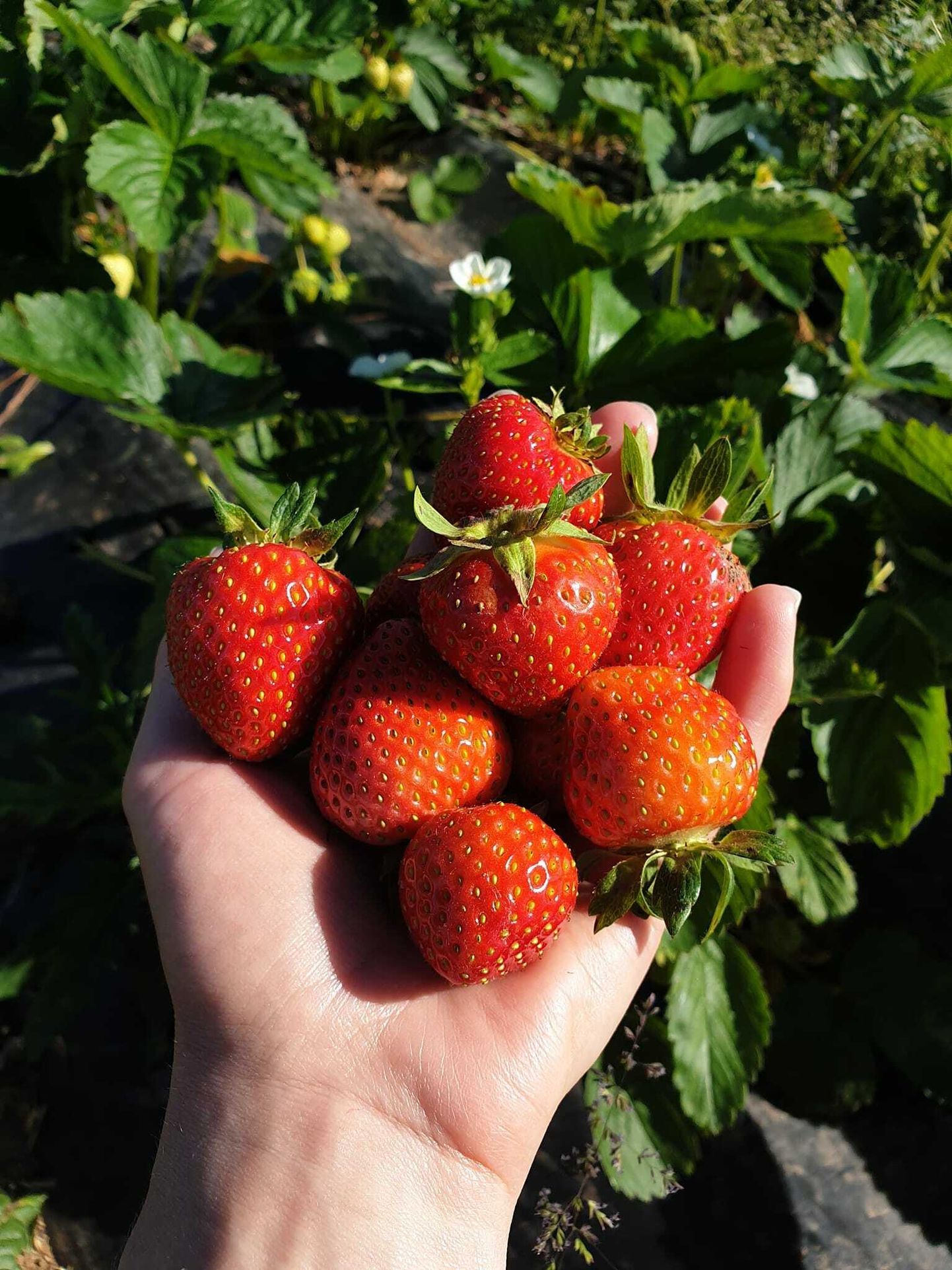 Rakvere vallas asuvas Raadiko talus korjati laupäeva hommikul esimene maasikasaak.
