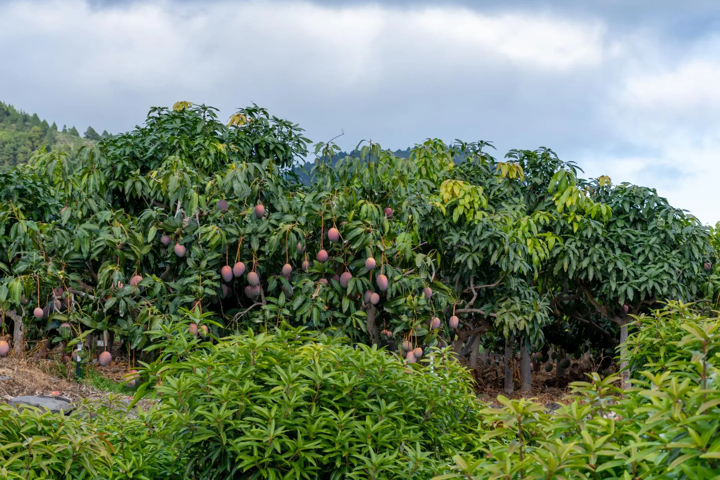 Euroopa mangod valmivad soojas Vahemere-äärses Malagas.