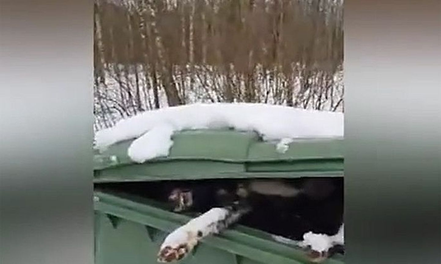 В Латвии на территории приюта нашли мусорники, полные трупов собак.