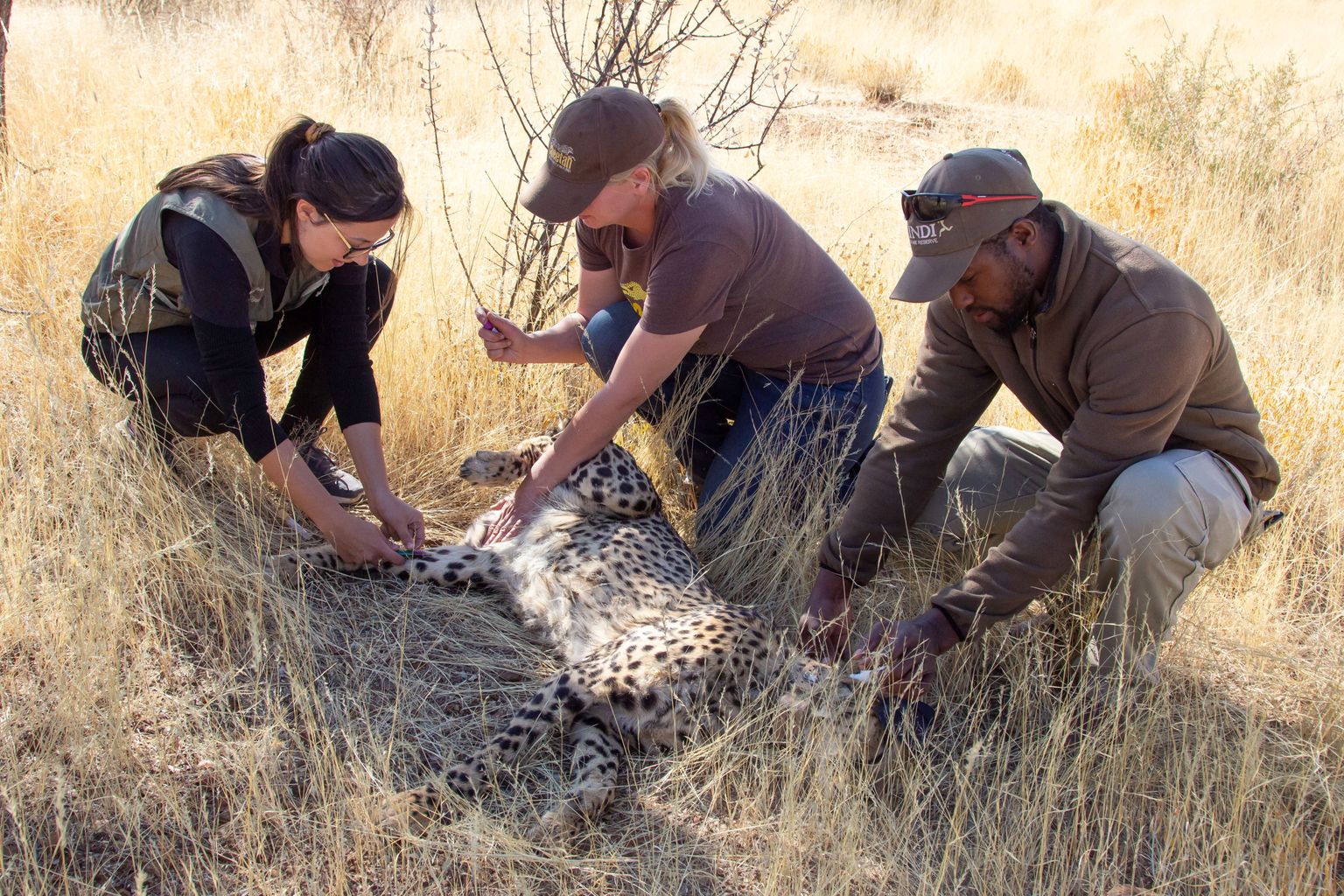Loomaarstid võtsid geparditelt enne Indiasse saatmist vereproove.