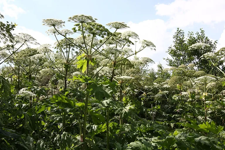 Karuputkel (Heracleum) on suur kuni meetrise läbimõõduga valge kobarõisik ehk liitsarikas, mis koosneb väiksematest 50–80-sentimeetrise läbimõõduga sarikatest. Taime viljadeks on kuni sentimeetri pikkused seemnised, mis on võimelised mullas idanema 7–10 aastat. Taime vars on 1,5–3 meetrit kõrge ja kuni kümnesentimeetrise läbimõõduga.