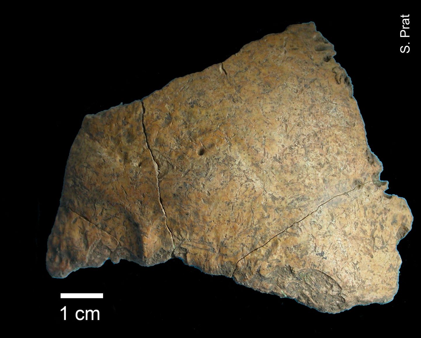 Buran-Kaia koobastest leitud koljuluu tükk.
