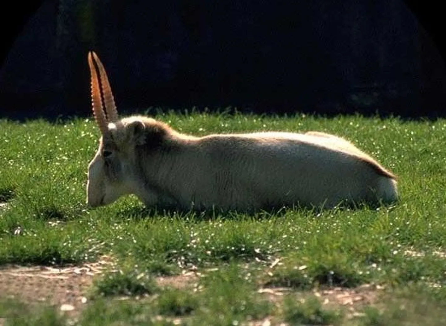 Saiga-antiloop